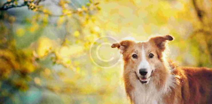 Why Pro Dog Walkers Don’t Recommend “Choke” Dog Collars