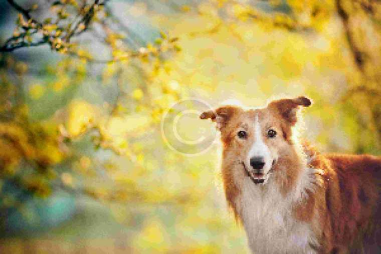 Why Pro Dog Walkers Don’t Recommend “Choke” Dog Collars