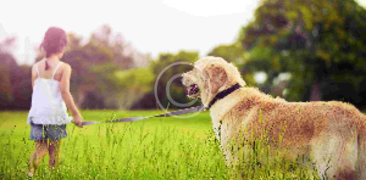 5 Great Winter Activities for Dogs