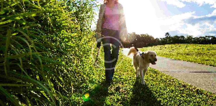 First Dog Walking Pics Of 2017