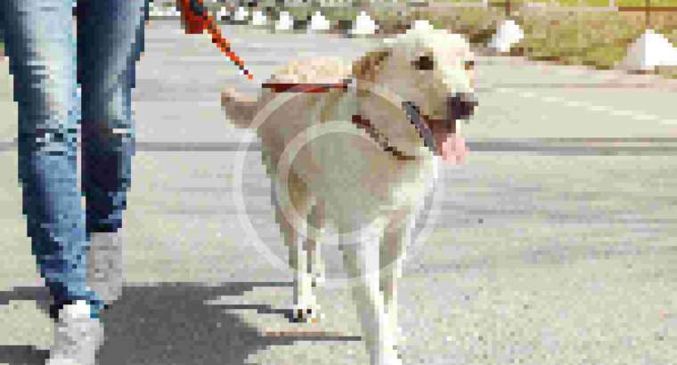 Dog Walking Service